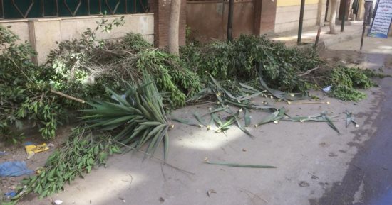 شكوى من قطع الأشجار فى شارع عبد الحليم محمود بالإسكندرية.. صور