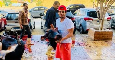 لاعب الزمالك يذبح عجلا احتفالا بالكأس ورمضان