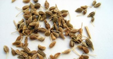 أضرار الينسون أهمها الرغبة فى التقيؤ