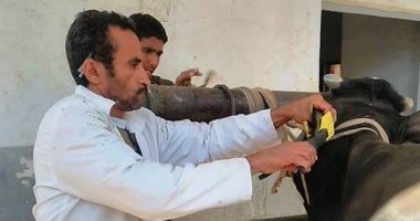 "بيطرى أسوان": تحصين رؤوس الماشية من حمى الوادى المتصدع