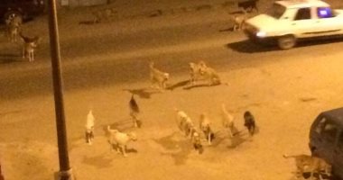 شكوى من انتشار الكلاب الضالة بمنطقة سبيكو التابعة لمدينة السلام