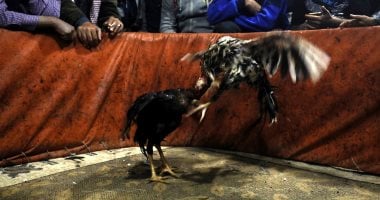 صور.. مصارعة "الديوك" تستقطب المحترفين والهواة فى سوريا