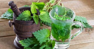 ما نبات القراص السيناوي وأبرز فوائده على صحتك