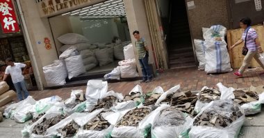 صور.. العثور على زعانف قروش مهددة بالانقراض فى شحنة على الخطوط السنغافورية