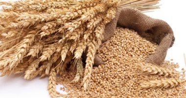 بعد رفض مصر شحنة قمح روسية.. ما لا تعرفه عن فطر الأرجوت