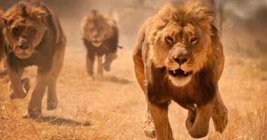 إصابة ستة أسود وثلاثة نمور بكورونا فى حديقة حيوانات بواشنطن