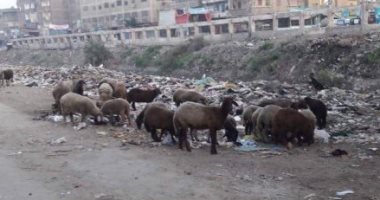 اضبط مخالفة.. القمامة تحاصر مركز ومدينة أبو المطامير فى البحيرة.. صور
