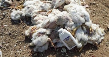 صور.. فيروس "النيوكاسل" يهاجم مزارع الدواجن بالمنوفية