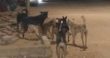 قارئ يشكو انتشار الكلاب الضالة بمنطقة مصنع المكرونة بالعمرانية الغربية 
