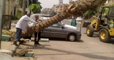 حى وسط القاهرة يزيل 5 "نخلات" لخطورتها على حياة أهالى الجمالية