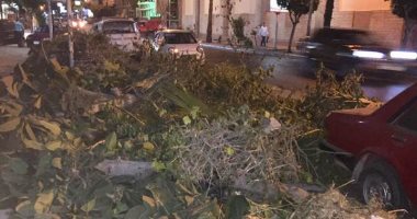 صور.. شكوى من قطع الأشجار فى شارع المعسكر الرومانى بالإسكندرية