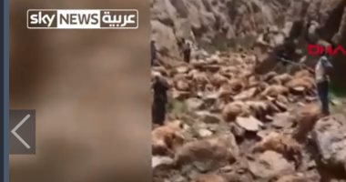 سقوط جماعى لقطيع أغنام من أعلى تلال فى تركيا