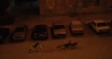 قارئ يشكو من انتشار الكلاب الضالة بشارع طومان باى فى حلمية الزيتون