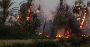 السيطرة على حريق هائل اندلع فى أشجار النخيل والمانجو بأسوان