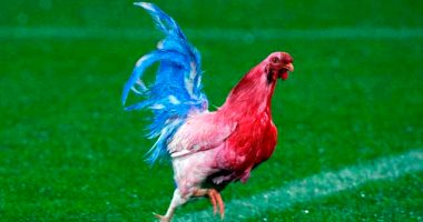 لعشاق ديوك فرنسا فى كأس العالم.. هل قرأت النشوة المادية للفائز بجائزة نوبل؟