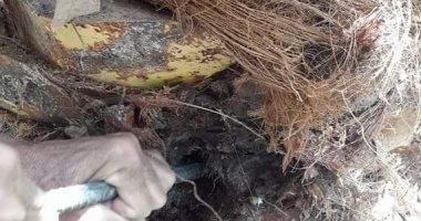 "زراعة الوادى الجديد" تستكمل أعمال مكافحة مرض سوسة النخيل بالخارجة