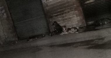 قارئ يشكو انتشار الكلاب الضالة بشارع مدرسة العجمى فى الإسكندرية