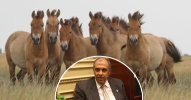 حلم فى انتظار إشارة الرئيس.. ننشر تفاصيل أول مخطط لمدينة الخيول العالمية بالعاصمة الإدارية.. مجمع مدارس وأكاديمية للفروسية و"تلفريك" ومنتجات سياحية تستفيد منها 1065 مزرعة.. 5 أفدنة وفيلا لكل مربى