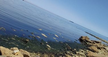 وزير التعليم العالى يتلقى تقريرا حول اكتشاف بقعة زيتية على شاطئ خليج السويس