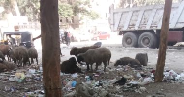 طبيبة بيطرية تحذر: تغذية الأضاحى على القمامة تصيب الحيوان بـ240 مرضا