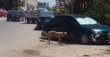 حبس قهوجى وصاحب مغسلة لتعذيبهما شابًا باستخدام الكلاب فى حلوان