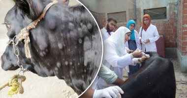 27 مديرية بيطرية تعلن الطوارئ للتصدى للجلد العقدى.. صرف تعويضات لمربى الماشية بـ3 محافظات.. مخاطبة "المحليات" بغلق الأسواق بالمناطق المصابة.. رش البرك والمستنقعات والترع للقضاء على "الناموس" الناقل للفيروس