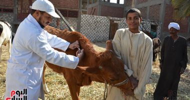 الطب البيطري بالأقصر يقود حملات للتوعية ضد مرض "الجلد العقدي"