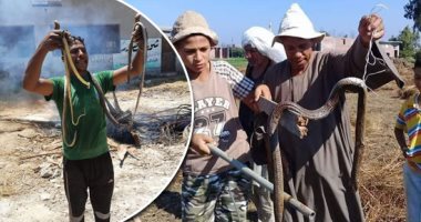 صور.. انتشار الثعابين والعقارب بقرية منية السعيد بالبحيرة والأهالى يستغيثون.. ضحايا يكشفون وقائع إصابتهم بلدغات سامة.. والمحافظة تأمر بتكثيف جهود اللجنة المشكلة لمواجهة الظاهرة وتوفير الأمصال 