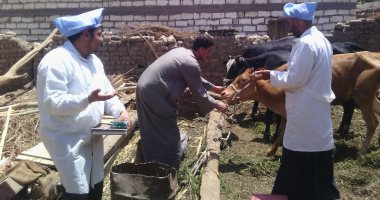 الطب البيطرى بأسوان: قوافل لتحصين الابقار من الجلد العقدى بـ8 جنيهات
