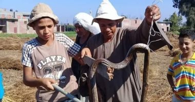 الحكاية أكبر من ثعابين البحيرة.. جزيرة هيسا النوبية تعانى من خطر الكوبرا..وشاب يتولى مسئولية مكافحتها.. فقرة قديمة بالسيرك تكشف عن ندرة تخصص السموم بالمحافظة.. ومؤسس المركز القومى للسموم: لدينا فقر فى المنظومة
