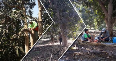 الزراعة تصدر حزمة إرشادات لمزارعى المانجو خلال فبراير.. اقرأ التفاصيل