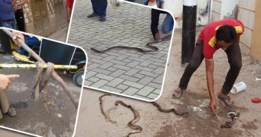 صور.. هل ينقذ "الحواة" أهالى منية السعيد بالبحيرة من الموت بعد انتشار الأفاعى والثعابين السامة.. شباب القرية يستقدمون صائدى الثعابين لمواجهة الأزمة المفزعة.. والأهالى يطاردونها داخل جحورها للتخلص منها