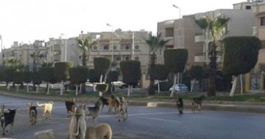  إعدام 38 كلبا ضالا فى حملة لمديرية الطب البيطرى بالفيوم