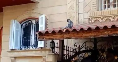 صور.. هروب نسانيس من إحدى المدارس الخاصة يثير الذعر بين سكان دمياط الجديدة