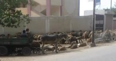 صور.. اضبط مخالفة.. مزرعة أغنام بمدخل مدرسة الشهيد كمال الجندى فى بسيون