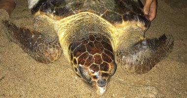 صور.. العثور على سلحفاة بحرية بشاطئ جليم وإعادتها لبيئتها الطبيعية