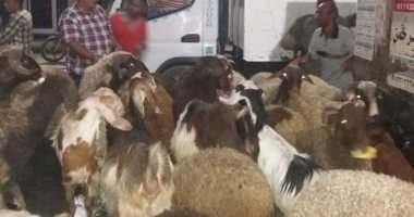 حى ثان الزقازيق: مصادرة "خرفان نبش القمامة" لصالح دور الأيتام وحدائق الحيوان