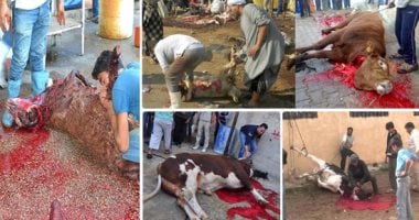 محافظة القاهرة تحذر المواطنين من ذبح الأضاحى فى الشوارع وتؤكد: 5 آلاف جنيه غرامة للمخالفين.. وفتح المجازر مجانا طوال أيام العيد.. نائب المحافظ: نبحث رفع الغرامة وضبطية قضائية لرؤساء الأحياء وأفرع هيئة النظافة
