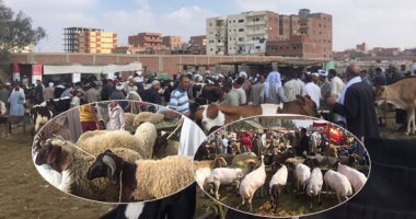 ننشر خريطة أضاحى العيد بـ13 محافظة.. "الزراعة" تطرح 2919 عجلا بلديا و856 رأس أغنام بسعر مخفض وموحد.. و"أبوستيت" يؤكد البيع للمواطنين مباشرة دون تدخل التجار.. وبطاقة الرقم القومى لمنع التلاعب بالأسعار