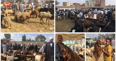 جولة بأسواق الأضاحى بالإسماعيلية