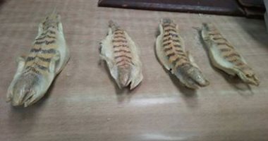 صور.. جمارك مطار برج العرب تحبط محاولة تهريب عدد من السحالى المجففة