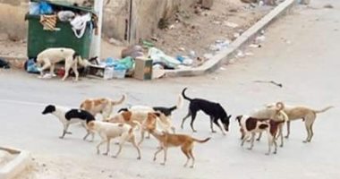 انتشار الكلاب الضالة بدمياط الجديدة.. ومجلس الأمناء يتخذ إجراءات لمواجهتها