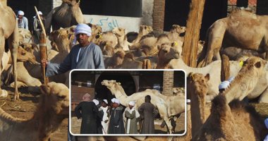 صور.. اشتعال سوق الجمال فى أسوان قبل عيد الأضحى.. التجارة السودانية تنعش مصر بـ5آلاف رأس أسبوعيا.. سعر الجمل يصل لـ30 ألف جنيه.. والتجار يطالبون بتسهيل الاستيراد وفتح معامل لتحليل العينات بالمحافظة