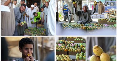 الزراعة تعلن ارتفاع صادرات العنب والمانجو لـ157 ألف طن لجميع الأسواق العالمية