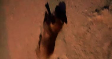 شكاوى من انتشار الكلاب الضالة بشارع عصمت بعين شمس