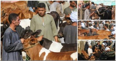 تجار المواشى يستعدون لعيد الأضحى فى أسواق الجيزة