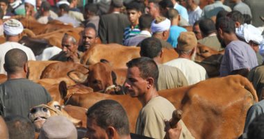 تجار المواشى يستعدون لعيد الأضحى فى أسواق الجيزة