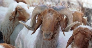 قبل العيد.. اعرف أهم علامات المرض على الحيوان قبل ذبحه