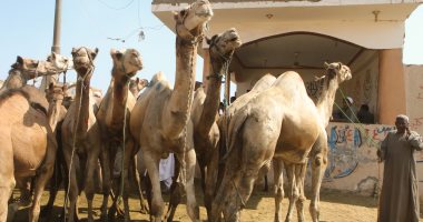 "الزراعة": دورات تدريبية لسحب عينات من الجمال للتعرف على الأمراض الفيروسية