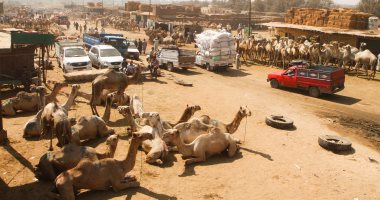 "الزراعة": إهانة وضرب الجمال يؤثر سلبا على نفسيتها ولحومها